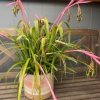BILLBERGIA NUTANS QUEENS TEARS 200MM