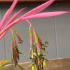 BILLBERGIA NUTANS QUEENS TEARS 200MM - Image 2