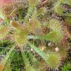 DROSERA SUNDEW A 7CM