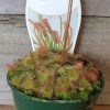 DROSERA SUNDEW A 7CM - Image 2