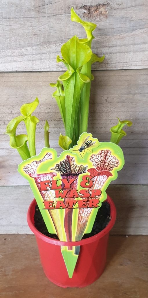 SARRACENIA PREMIUM A 120MM - Image 2