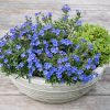 LITHODORA HEAVENLY BLUE 140MM