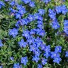 LITHODORA HEAVENLY BLUE 140MM - Image 2
