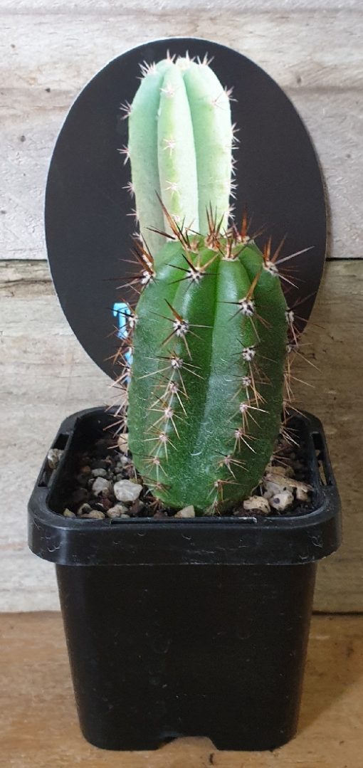 TRICHOCEREUS PERUVIANUS 7CM