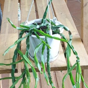 RHIPSALIS PARADOXA HANGING BASKET 130MM