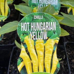 CHILLI HOT HUNGARIAN YELLOW 100MM