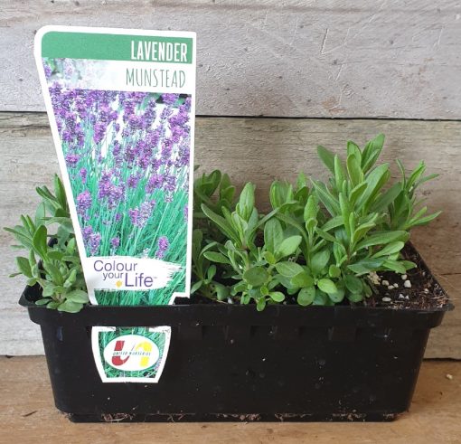 LAVENDER MUNSTEAD PUNNET