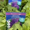 PETUNIA SPREADING BLUE PUNNET