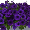 PETUNIA SPREADING BLUE PUNNET - Image 2