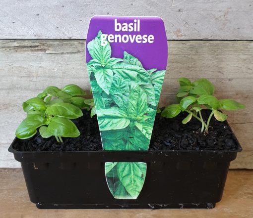 BASIL GENOVESE PUNNET