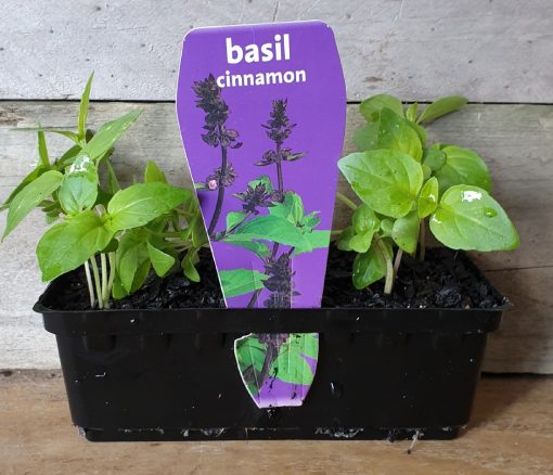 BASIL CINNAMON PUNNET