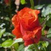 Rose Remember Me 200mm