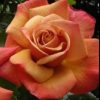 Rose Remember Me 200mm - Image 2