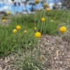 PYCNOSORUS GLOBOSUS BILLY BUTTONS 140MM - Image 2