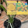 PYCNOSORUS GLOBOSUS BILLY BUTTONS 140MM - Image 3