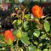 ROSE WOBURN ABBEY 3FT 250MM