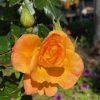 ROSE WOBURN ABBEY 3FT 250MM - Image 2
