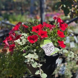 Red Special Blend Hanging Basket 270mm