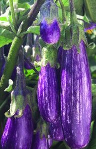 EGGPLANT FAIRY TALES PLANTEX
