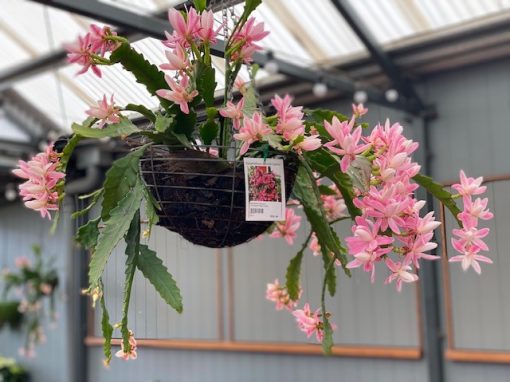 Disocactus phyllanthoides German Empress 200mm Basket