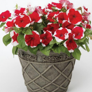 EASY COLOUR PETUNIA CHRISTMAS MIX 6 CELL