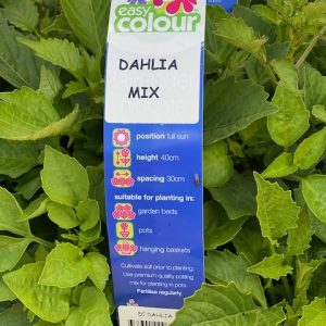 EASY COLOUR DAHLIA MIX 4 CELL