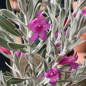 EREMOPHILA PINK PANTHA GRAFTED 180MM POT