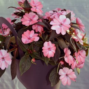 SUNPATIENS BLUSH PINK 200MM