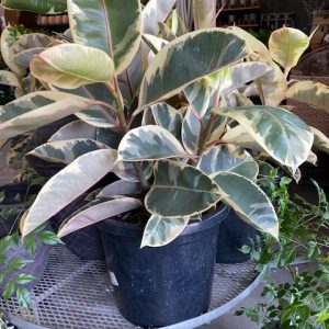 FICUS ELASTICA TINEKE 300MM