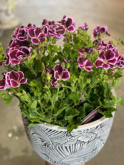 PELARGONIUM IMPERIAL 200MM - Image 2