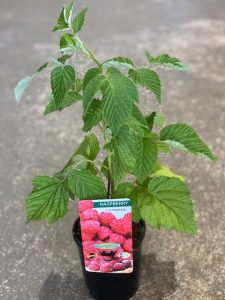 Raspberry Tulameen 150mm | The Garden Feast