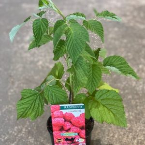 Raspberry Tulameen 150mm