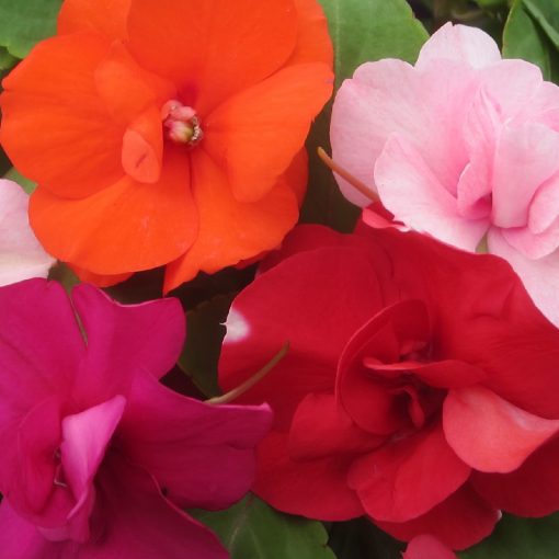 EASY COLOUR IMPATIENS ROSETTE 4 CELL