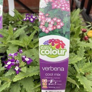 EASY COLOUR VERBENA COOL MIX