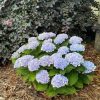 Hydrangea Blue Magical Revolution 200mm
