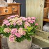 Hydrangea Pink Magical Revolution 200mm