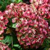 Hydrangea Pink Magical Revolution 200mm - Image 2