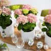 Hydrangea Pink Magical Revolution 200mm - Image 3