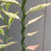Pedilanthus tithymaloides variegated 140mm