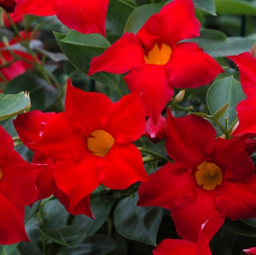 MANDEVILLEA REGAL RUBY 140MM