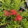 GREVILLEA NEW BLOOD 200MM