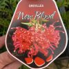 GREVILLEA NEW BLOOD 200MM - Image 2