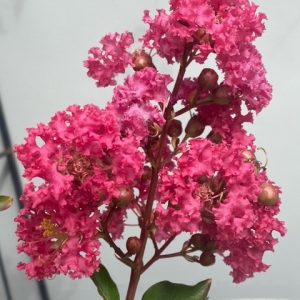 LAGERSTROEMIA TUSCARORA 330MM