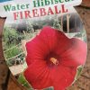 HIBISCUS FIREBALL 200MM