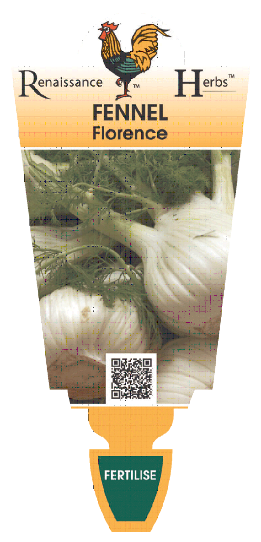 FENNEL FLORENCE 100MM Garden Feast