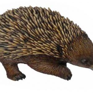 ECHIDNA WALKING