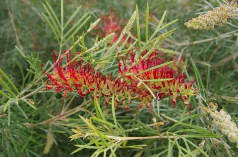 GREVILLEA SPIRIT OF ANZAC 20CM | The Garden Feast