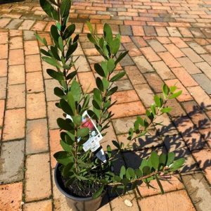CALLISTEMON HOT PINK 200MM