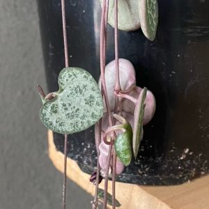 Ceropegia woodii Chain Of Hearts Hanging Basket 13cm