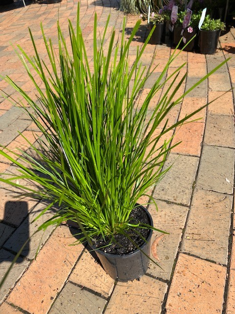 LOMANDRA HYBRID LITTLE LIME 140MM | The Garden Feast